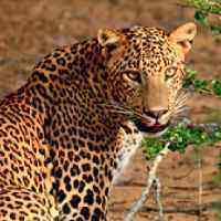 Yala Safari